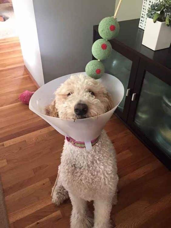Charming, Safe Halloween Costume Ideas to Dress Up Your Dog This Year