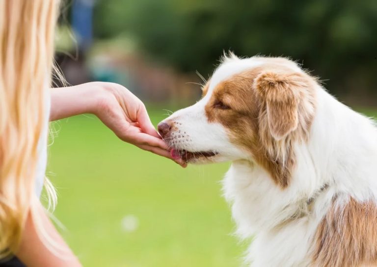 How to Turn Homemade Dog Treats into a Small Business That Wags